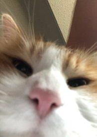 人浪中想真心告白父子丼1v2蓝胡子小女孩