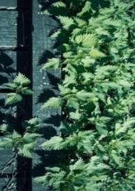 玉枝骄全文免费