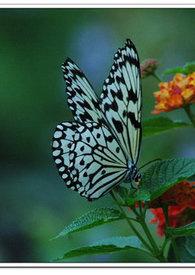 蝶恋花晏殊槛菊愁烟兰泣露