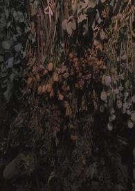 阳雀鸟图片