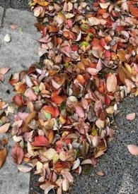 青梅竹马的大橘子瓣的作者与作品风格