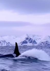 男主他是仿生人的古言