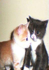 娇小姐错嫁大佬后最新章节列表